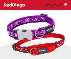 Red Dingo dog collar
